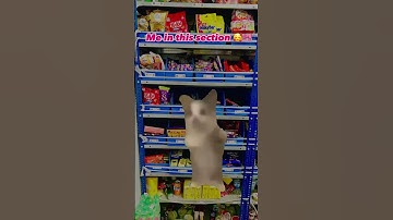 Cat-verse of blinkit stores #blinkit #blinkitstores #catmemes #shorts