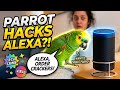Parrot And family#shortvideo#youtub