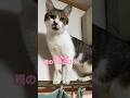ミミちゃんに『なぜ猫は高い場所が好きなの？』と聞いてみた#shorts