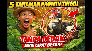 Tanpa Pakan Pabrik  5 Tanaman Tinggi Protein Ini Bikin Entokmu Jadi Cepat Gemoyy
