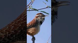 Dengarkan Suara Burung Wren Kaktus!