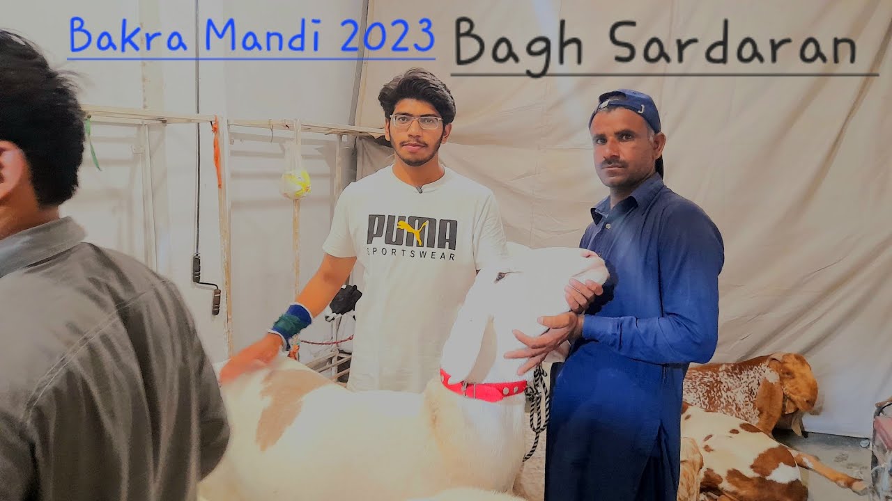 Bakra Mandi Rwp Bagh Sardaran Mandi 2023 - Bakra Mandi 2023 - Latest Update ...