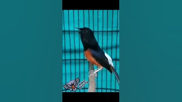 murai tembakan hutan
