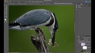 Quick bird photography editing in Photoshop -  lighting quality screenshot 5
