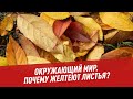 Почему желтеют листья? - Окружающий мир