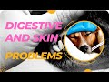 Treatment of common problems of dogs | Treatment of skin and digestive problems