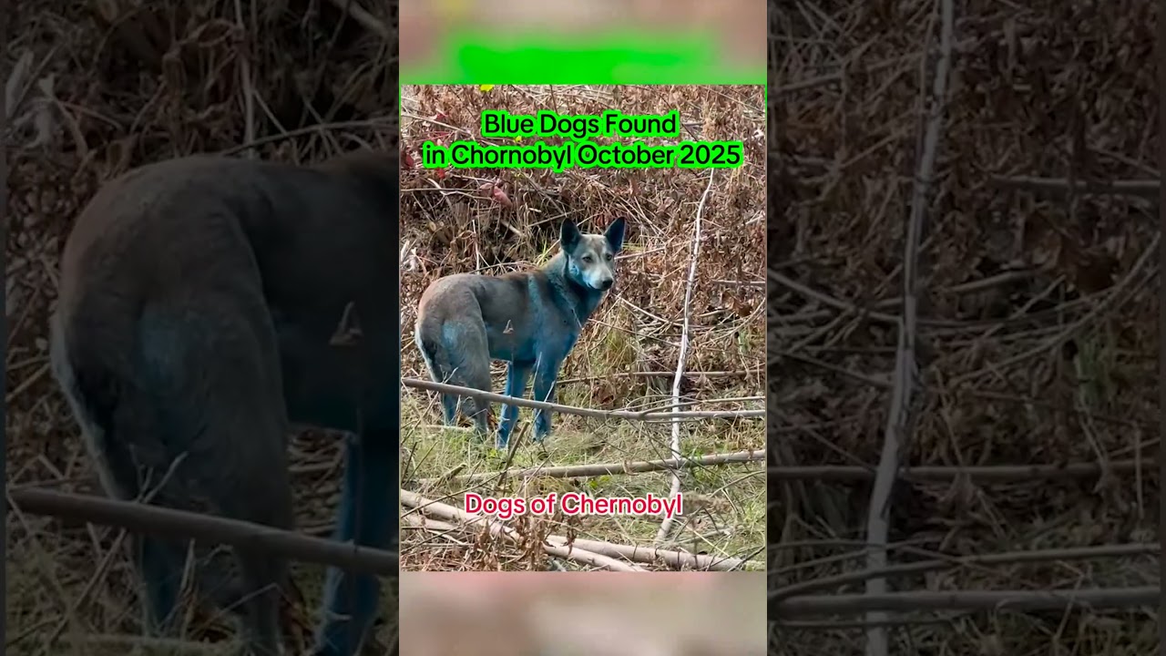 Dogs Living in Chernobyl Turn Blue Leaving Experts Baffled #shorts