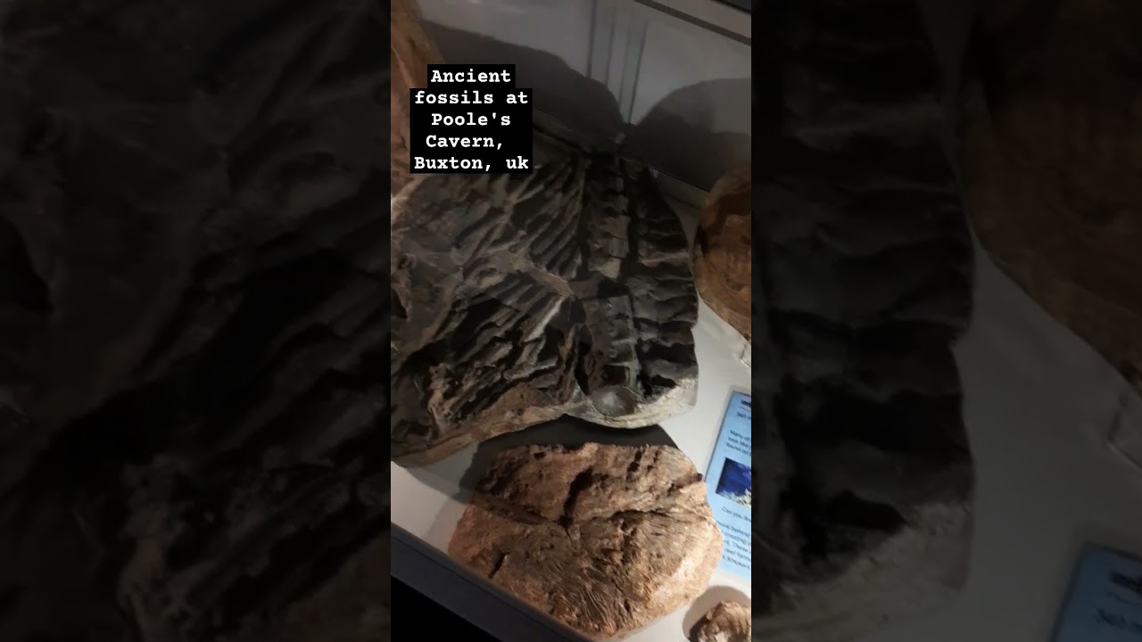 Ancient Fossils at Poole's Cavern, Buxton, UK