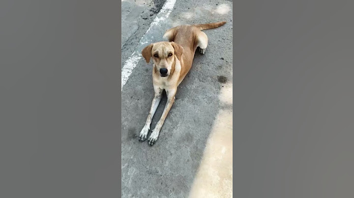 Oru vela americala pirakka vendiya na inga vanthu piranthutano 🫣🤣#dogfun#doglover #streetdogs