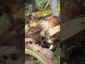 The Most Expensive Part of the Coconut Tree