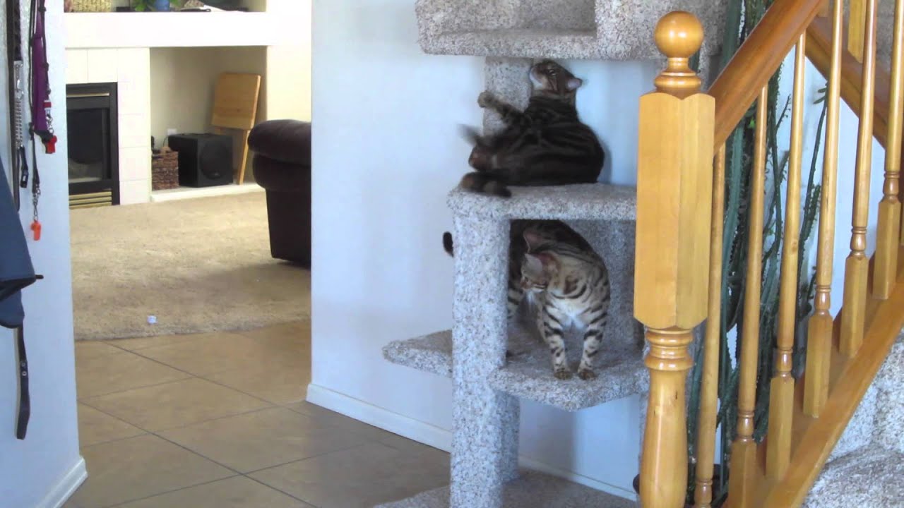 CATS ON CRACK Vlog 414 YouTube