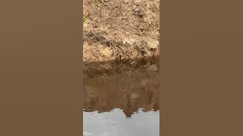 Flood Mitigation 2024 Clearing (or Dredging) of Opa Aro river ways - V0075 #FloodMitigation