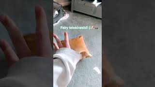 I Have Just Learnt How To Do Telekinesis  animal fairy telekinesis