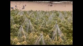 Indoor Plant Grow Light |  Real Results