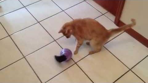 Pursee and the Kitty Kong