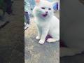 cat video #ytshorts #cat #mufhasalily2 #shortsfeed #shorts #trendingshorts #youtubeshort #viralshort