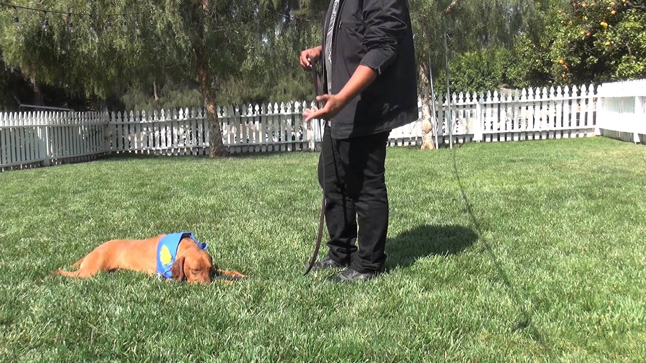 Golden Meadows Kennel Pablo How to do corrections YouTube