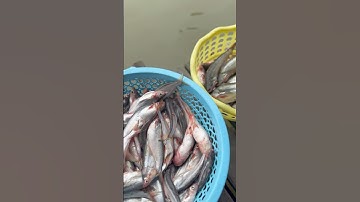 Mùa nước đục chuyển màu xúc lưới cá dứa cá sát sọc sông Hậu nguyên bầy đem kho tiêu #monngonnhalam