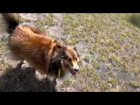 Recall advice with Rusty the Shetland Sheepdog