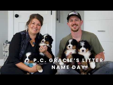 P.C. Gracie's Bernese Mountain Dog Puppies | Puppy Name Day!
