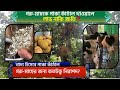 গরু বা মাছকে পাকা কাঁঠাল খাওয়ালে লাভ নাকি ক্ষতি?| খোলান কৃষি