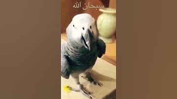 سبحان ببغاء يقرأ سورة الإخلاص
