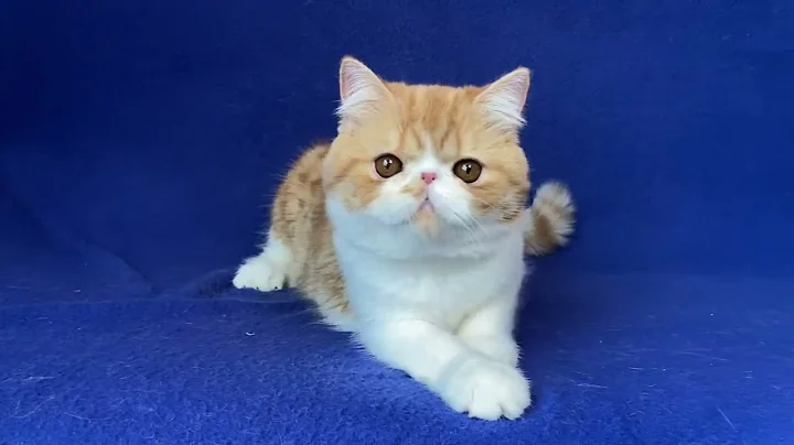 Video 5139671: exotic shorthair male kitten, white exotic shorthair kitten, exotic shorthair cattery, exotic shorthair red white