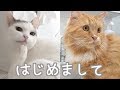 はじめまして♡僕たちネコのうみちゃん＆のあちゃんです！-Nice to meet you.We are cats. The name is Umi and Noa