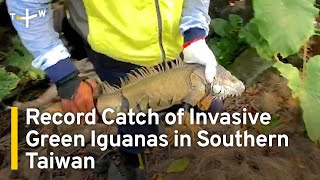 Record Catch of Invasive Green Iguanas in Southern Taiwan | TaiwanPlus News