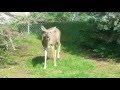 Backyard visit from the neighborhood deer