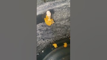 Cận cảnh ốc táo vàng đẻ trứng