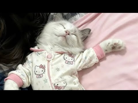 بکارتو میاد گربه هابهتربشناس دانستنی ها مهم درگربه لایک وکامنت فراموش نشود