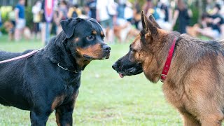 German Shepherd vs. Rottweiler:  The Ultimate Canine Showdown