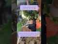 Oliver Roberts dikerumuni fans di lokasi syuting AGZ #aqeelacalista#aryamohan#asmaragenz#shorts