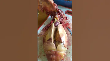 Первый пробный забой утки муларда.