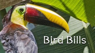 Easy Read Nature Stories – Bird Bills