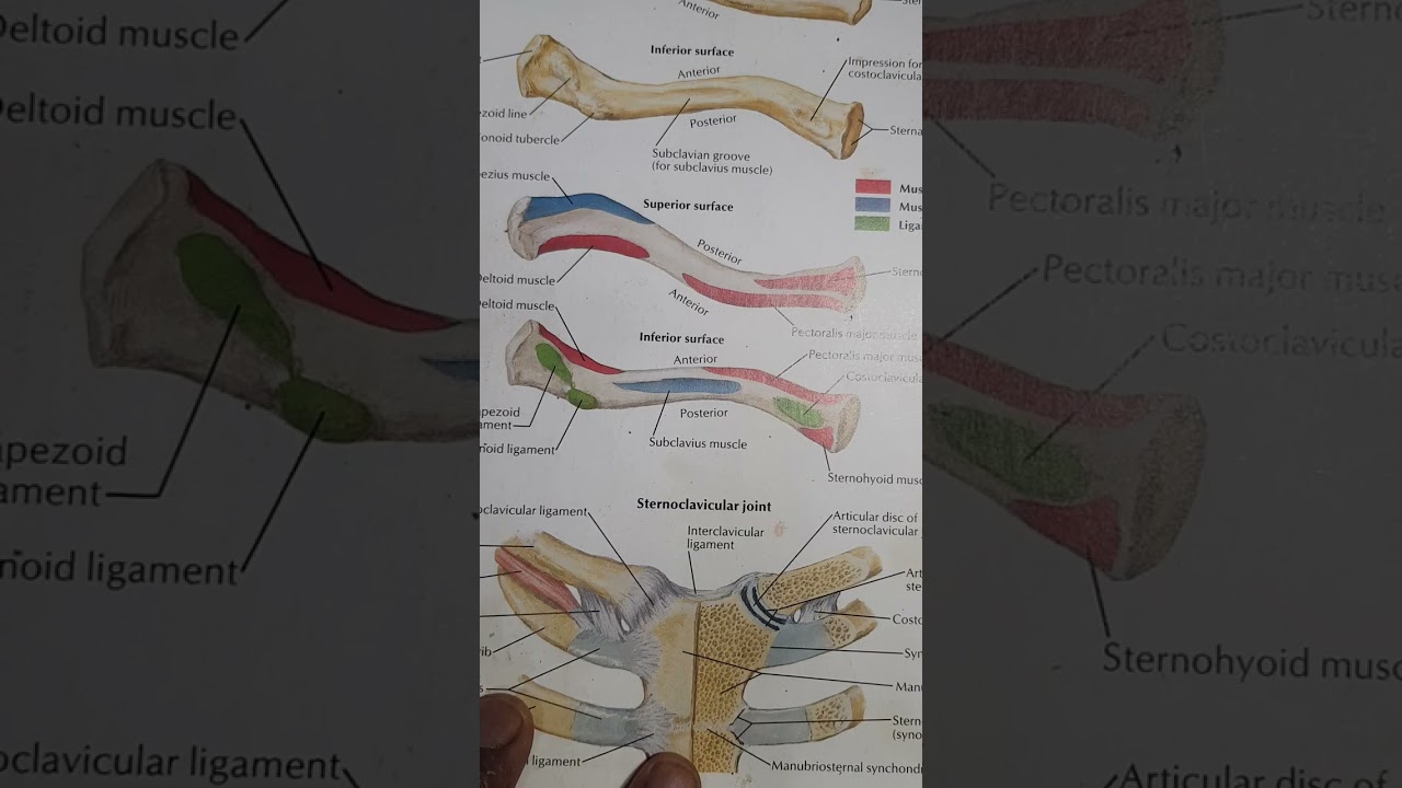 ARTHROKINEMATICS AND OSTEOKINEMATICS OF STERNOCLAVICULAR JOINT 