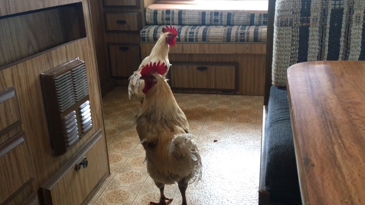 Rooster Brothers Inspect Used Trailer YouTube