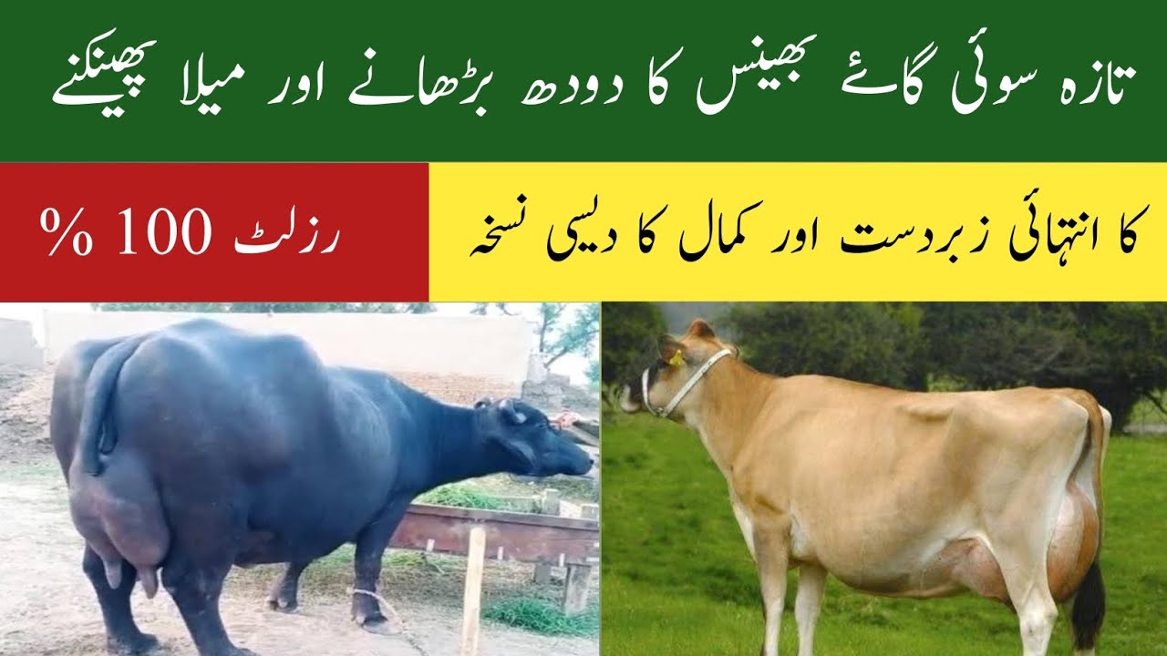 Taza sui gaye bhains ka doodh barhany or Mela phainkny ka desi Nuskha