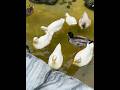 Feeding Ducks at wild Duck Café Bangkok #ducks #feeding #animals #cafe #bangkok #feedingducks #bkk