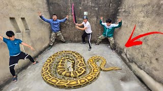 Brave Hunter Catch Giant Pythons and 100 Dragon Snakes By Hands