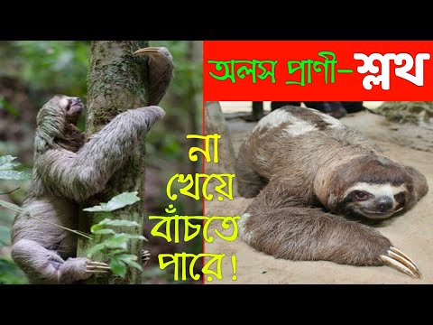 ভিডিও: অলস কে?