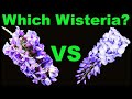 Which Wisteria? Native vs Invasive Know the Difference!