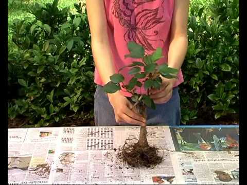 bonsai-with-australian-natives:-bonsai-basics