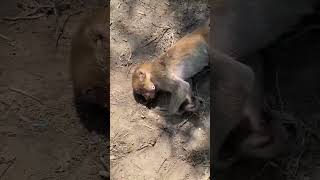 Baby monkey died due to electric shock ❗️🐒 #shorts  #monkey