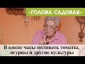 Голова садовая - В какие часы поливать томаты, огурцы и другие культуры