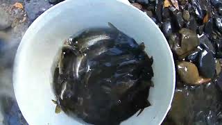 越釣越咬  2點多就裝滿魚提不動ㄌ  原地放流