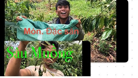 Sâu Nhộng Muồng - Món Đặc Sản Tây Nguyên Một Năm Chỉ Được Một Mùa