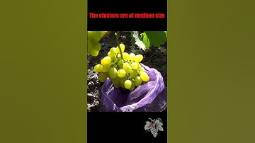 Grapes Super Extra #shorts #vineyard #grape #grapes #grapecultivation #grapevarieties #viticulture