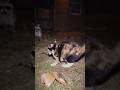 Raccoon vs Cat, Animal Fight, Raccoon Attack, Cat Defense, 🦝🥊🐱 #shorts